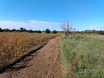Terreno agricolo Talmassons