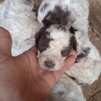 Cuccioli Lagotto