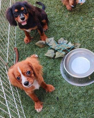 cavalier king 