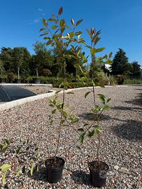 Photinia red robin pianta da siepe h.130