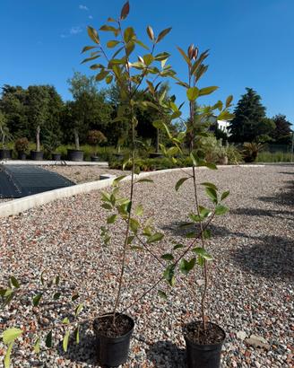 Photinia red robin pianta da siepe h.130