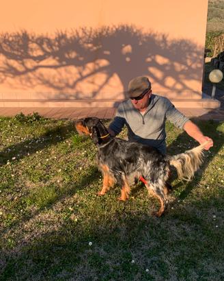 Setter inglese