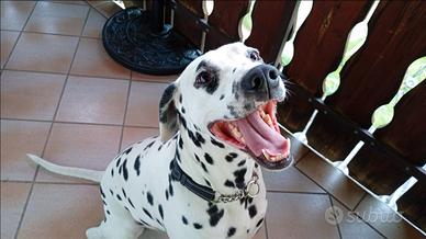 Dalmata maschio con pedigree