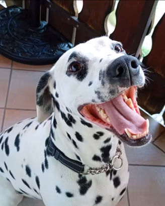 Dalmata maschio con pedigree