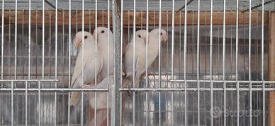 Inseparabili roseicollis