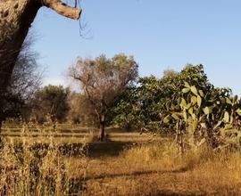 Terreno agricolo