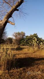 Terreno agricolo