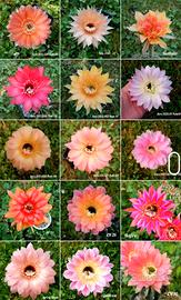 piante grasse echinopsis ibridi