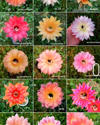 piante grasse echinopsis ibridi