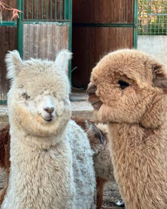 Alpaca per agriturismi e fattorie didattiche