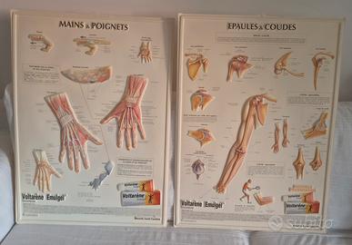 Coppia di Pannelli Anatomici Vintage
