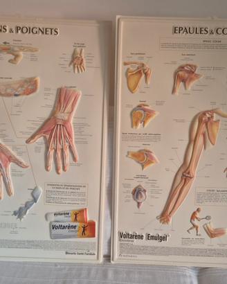 Coppia di Pannelli Anatomici Vintage