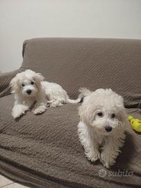 Bichon maltese