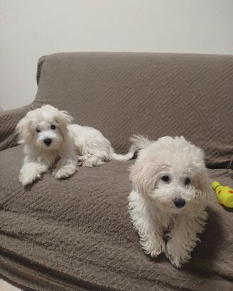 Bichon maltese