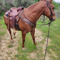 Quarter horse castrone