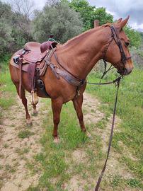 Quarter horse castrone