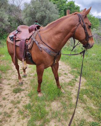 Quarter horse castrone