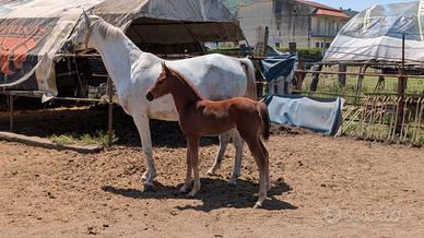 CAVALLA ARABA BIANCA con puledro