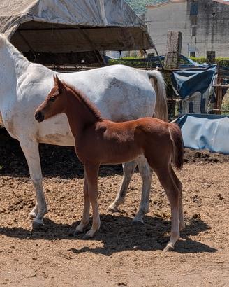 CAVALLA ARABA BIANCA con puledro