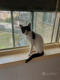 Gattini