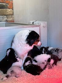 Cuccioli Pastore Australiano