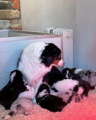 Cuccioli Pastore Australiano