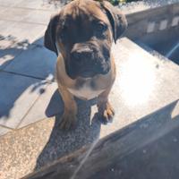 Cuccioli Cane Corso Nero Total