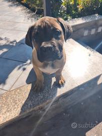 Cuccioli Cane Corso Nero Total