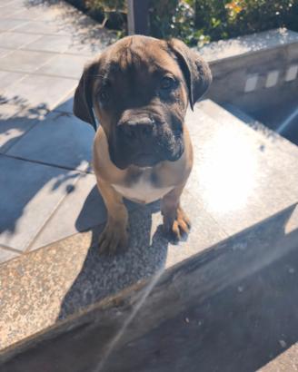 Cuccioli Cane Corso Nero Total