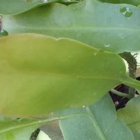 Epiphillum oxipetalum talee