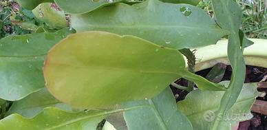 Epiphillum oxipetalum talee