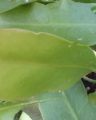 Epiphillum oxipetalum talee