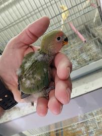 Inseparabile allevato a mano