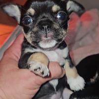 Chihuahua nana