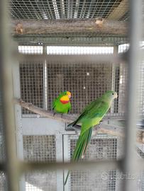 baraband parrocchetti 