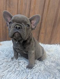 Bulldog francesi esotici