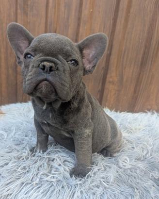 Bulldog francesi esotici