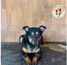 Femmina meticcia - 1 anno circa