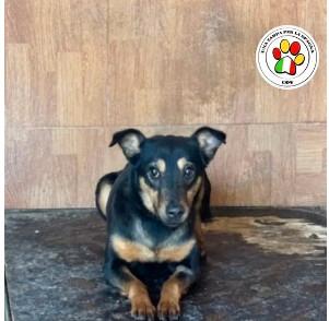 Femmina meticcia - 1 anno circa