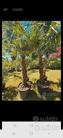 piante palme