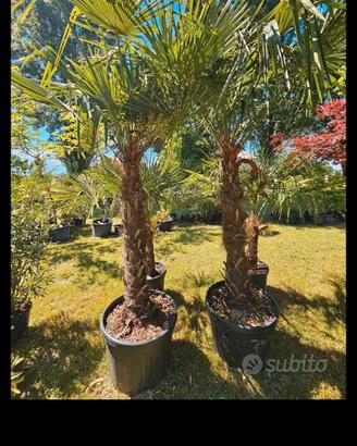 piante palme