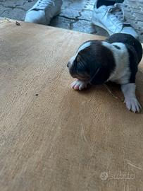 Cuccioli cane da caccia o compagnia