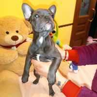 Bulldog francese total blue