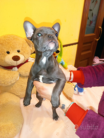 Bulldog francese total blue