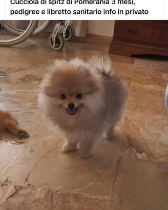 Spitz di Pomerania nano