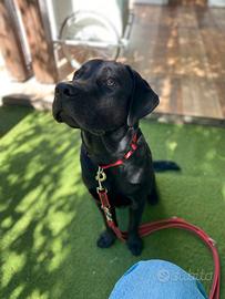 Labrador adulta con pedigree