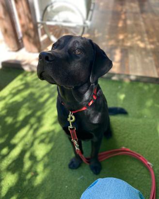 Labrador adulta con pedigree