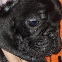 Buldog francese