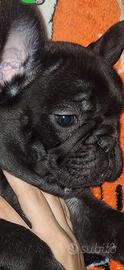 Buldog francese