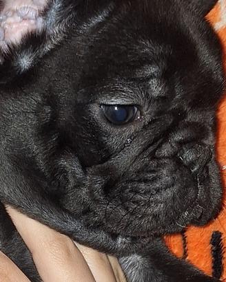 Buldog francese